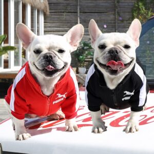 Dog French Bulldog Jacket